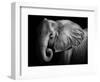 Elephant-Donvanstaden-Framed Photographic Print