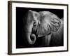 Elephant-Donvanstaden-Framed Photographic Print