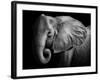 Elephant-Donvanstaden-Framed Photographic Print