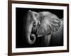 Elephant-Donvanstaden-Framed Photographic Print