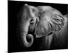 Elephant-Donvanstaden-Mounted Photographic Print