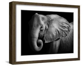 Elephant-Donvanstaden-Framed Photographic Print