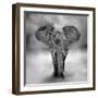 Elephant-byrdyak-Framed Photographic Print