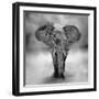 Elephant-byrdyak-Framed Photographic Print