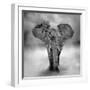 Elephant-byrdyak-Framed Photographic Print