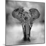 Elephant-byrdyak-Mounted Photographic Print