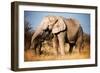 Elephant-MJO Photo-Framed Photographic Print