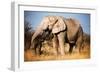 Elephant-MJO Photo-Framed Photographic Print