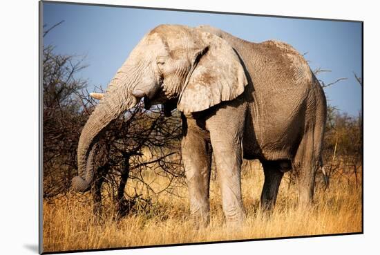 Elephant-MJO Photo-Mounted Photographic Print