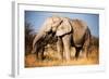 Elephant-MJO Photo-Framed Photographic Print