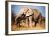 Elephant-MJO Photo-Framed Photographic Print