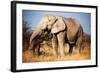 Elephant-MJO Photo-Framed Photographic Print