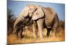 Elephant-MJO Photo-Mounted Photographic Print