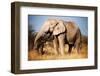 Elephant-MJO Photo-Framed Photographic Print