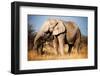 Elephant-MJO Photo-Framed Photographic Print