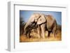 Elephant-MJO Photo-Framed Photographic Print