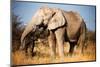 Elephant-MJO Photo-Mounted Photographic Print