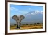 Elephant-byrdyak-Framed Photographic Print