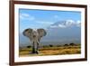 Elephant-byrdyak-Framed Photographic Print