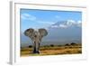 Elephant-byrdyak-Framed Photographic Print