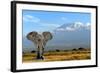 Elephant-byrdyak-Framed Photographic Print