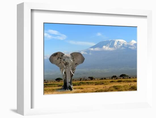 Elephant-byrdyak-Framed Photographic Print