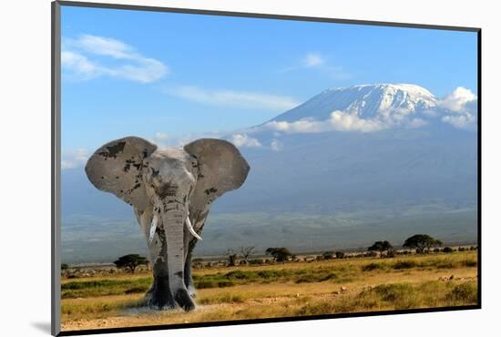 Elephant-byrdyak-Mounted Photographic Print