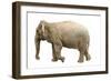 Elephant-null-Framed Photographic Print