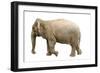 Elephant-null-Framed Photographic Print