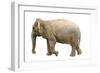 Elephant-null-Framed Photographic Print