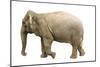Elephant-null-Mounted Photographic Print