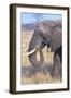 Elephant-null-Framed Photographic Print