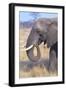 Elephant-null-Framed Photographic Print