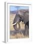 Elephant-null-Framed Photographic Print