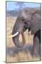 Elephant-null-Mounted Photographic Print