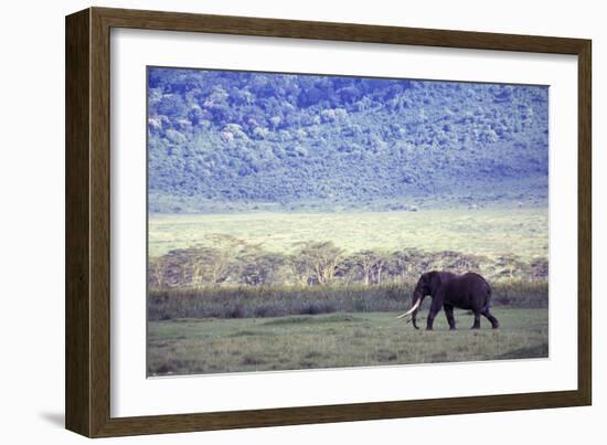 Elephant-null-Framed Photographic Print