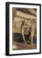 Elephant-Karyn Millet-Framed Photographic Print