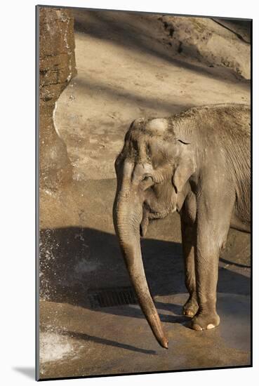 Elephant-Karyn Millet-Mounted Photographic Print