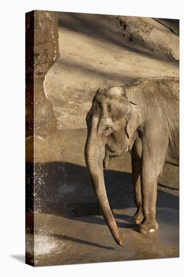 Elephant-Karyn Millet-Stretched Canvas