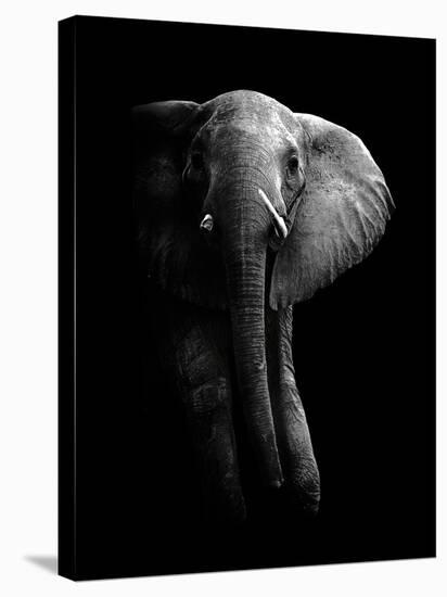 Elephant!-WildPhotoArt-Stretched Canvas