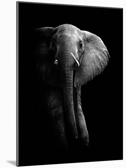 Elephant!-WildPhotoArt-Mounted Photographic Print