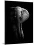 Elephant!-WildPhotoArt-Mounted Photographic Print