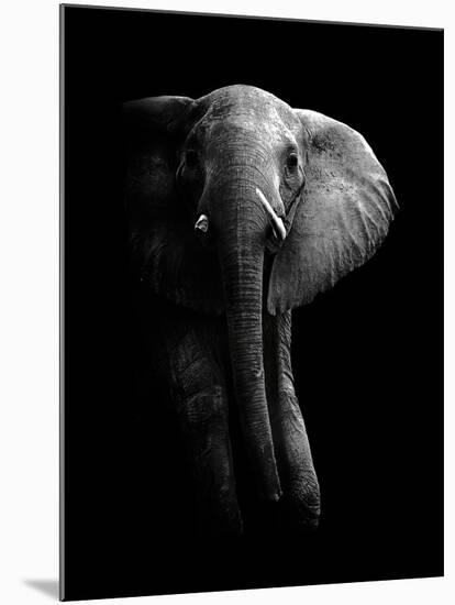 Elephant!-WildPhotoArt-Mounted Photographic Print