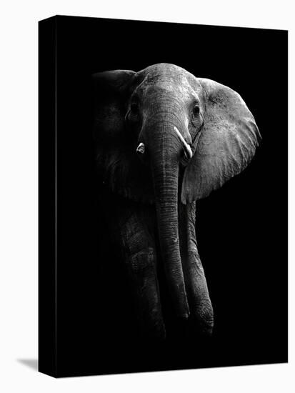 Elephant!-WildPhotoArt-Stretched Canvas