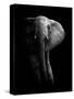 Elephant!-WildPhotoArt-Stretched Canvas