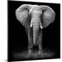 Elephant-Donovan van Staden-Mounted Photographic Print