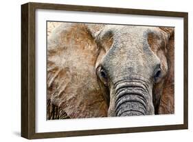 Elephant-Eric Meyer-Framed Photographic Print