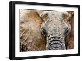 Elephant-Eric Meyer-Framed Photographic Print