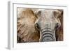 Elephant-Eric Meyer-Framed Photographic Print