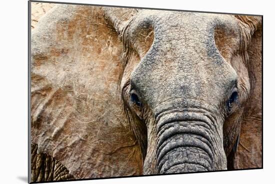 Elephant-Eric Meyer-Mounted Photographic Print